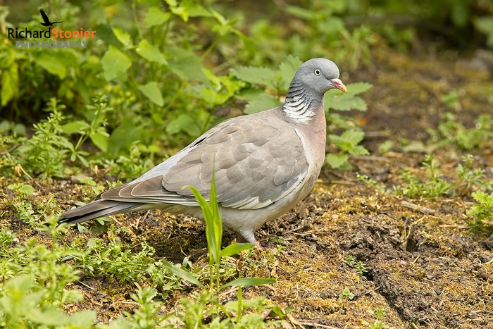 Woodpigeon