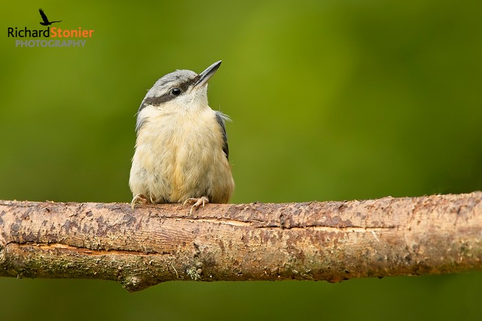 Nuthatch