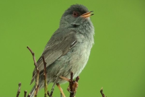Marmora's Warbler
