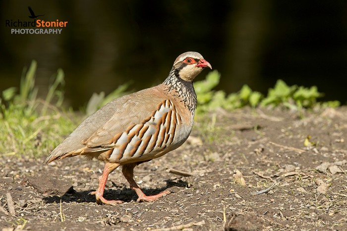 Red-legged Partridge