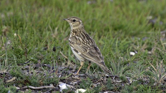 Woodlark