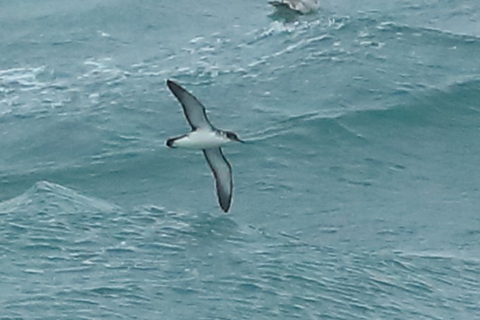 Manx Shearwater