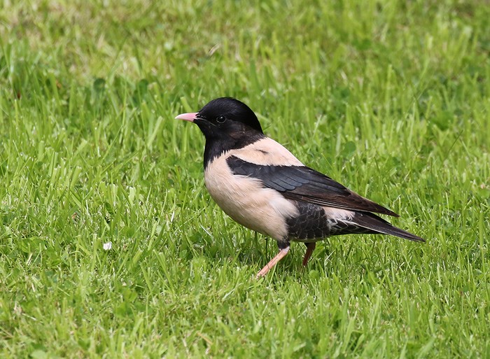 Rose-coloured Starling