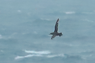 Yelkouan Shearwater