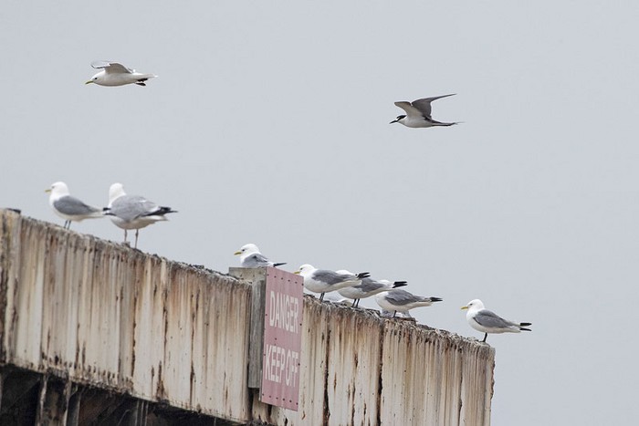Sooty Tern