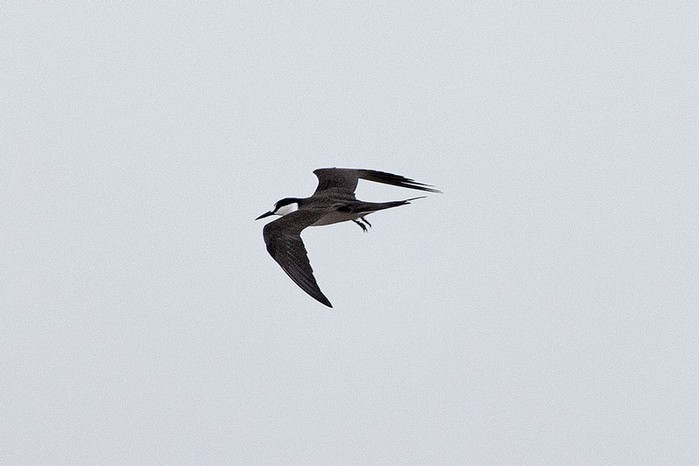 Sooty Tern