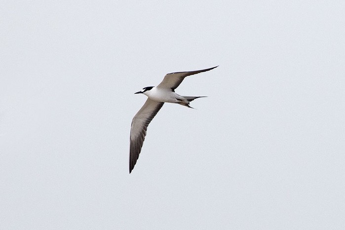 Sooty Tern