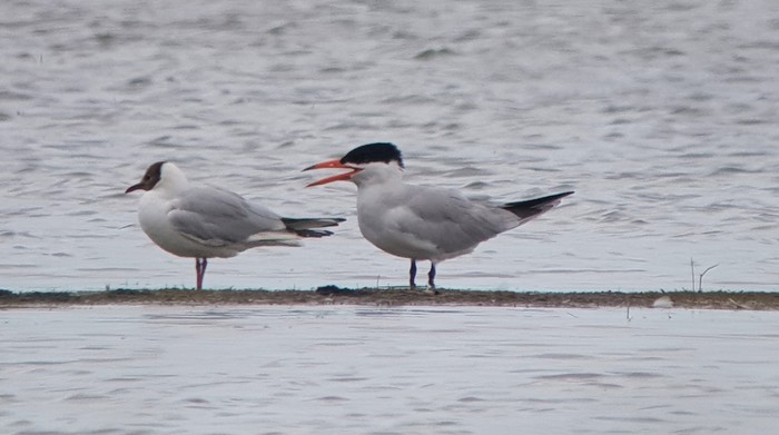 Caspian Tern