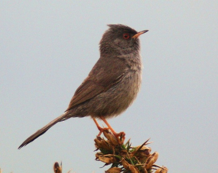Marmora's Warbler