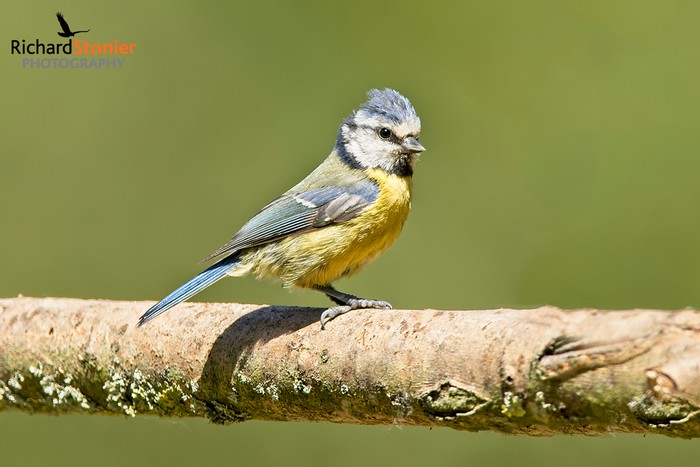 Blue Tit