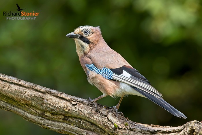 Jay