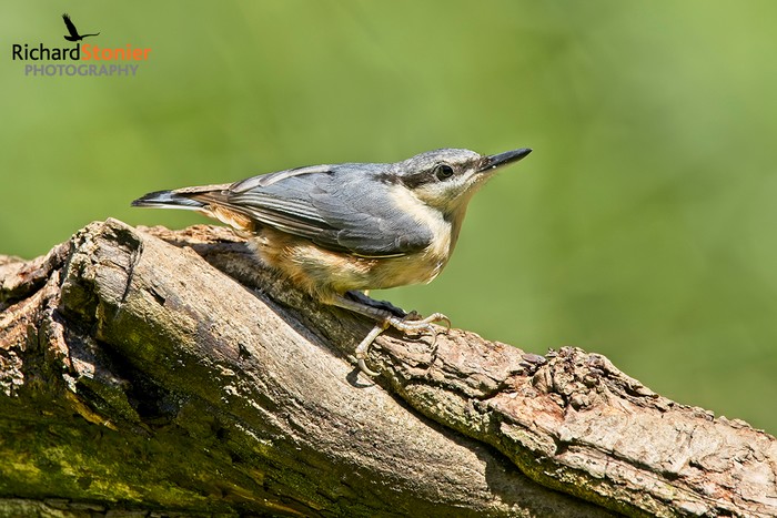 Nuthatch