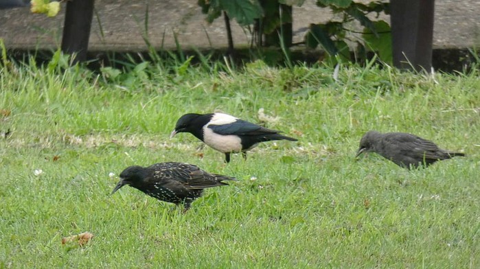 Rose-coloured Starling
