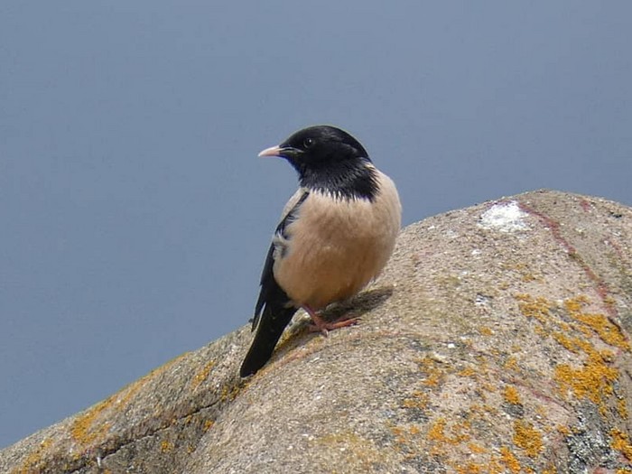 Rose-coloured Starling