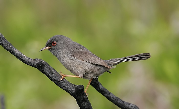 Marmora's Warbler