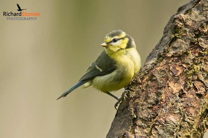 Blue Tit