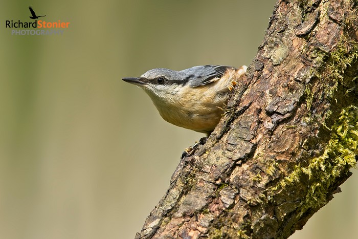Nuthatch