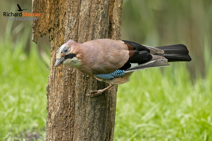 Jay
