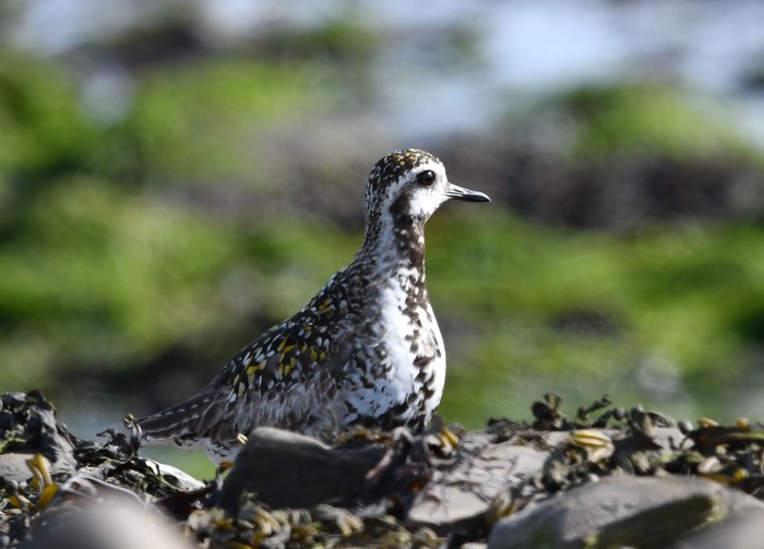 Pacific Golden Plover