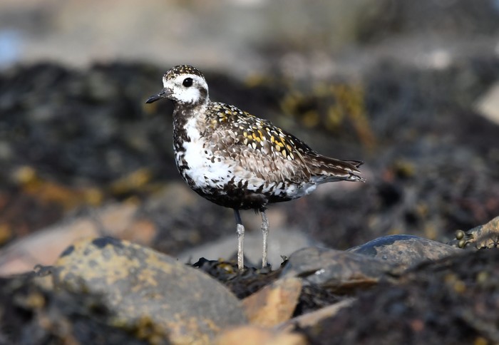 Pacific Golden Plover