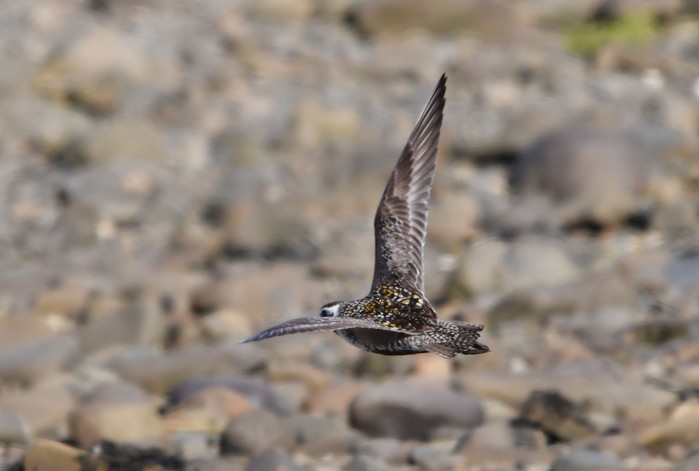Pacific Golden Plover