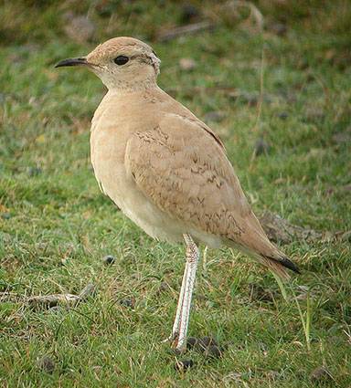 Cream-coloured Courser