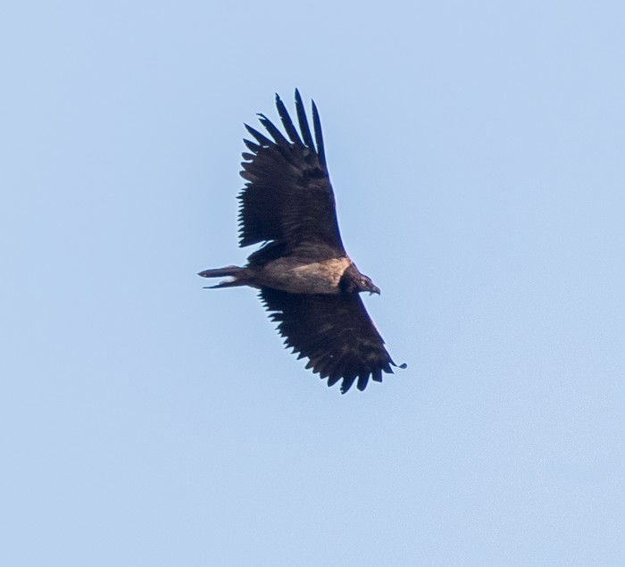 Lammergeier