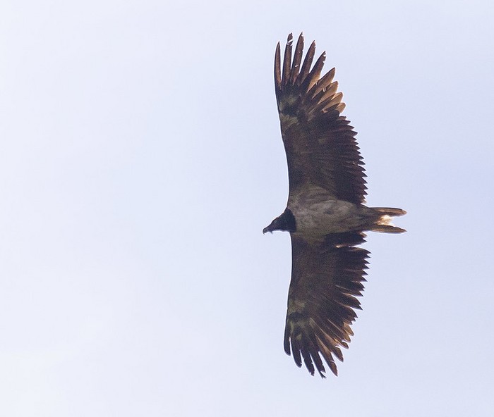 Lammergeier