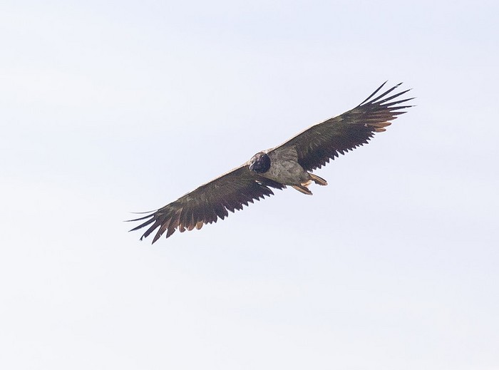Lammergeier
