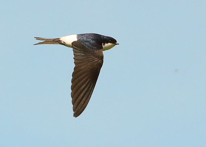 House Martin
