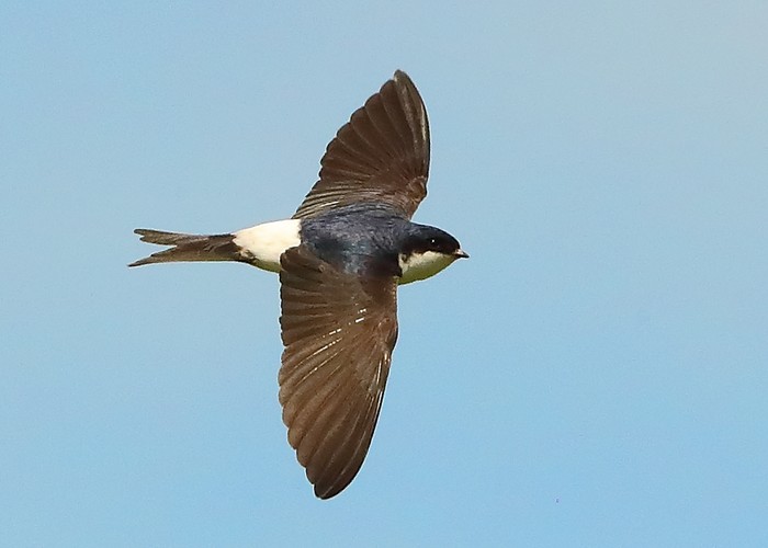House Martin