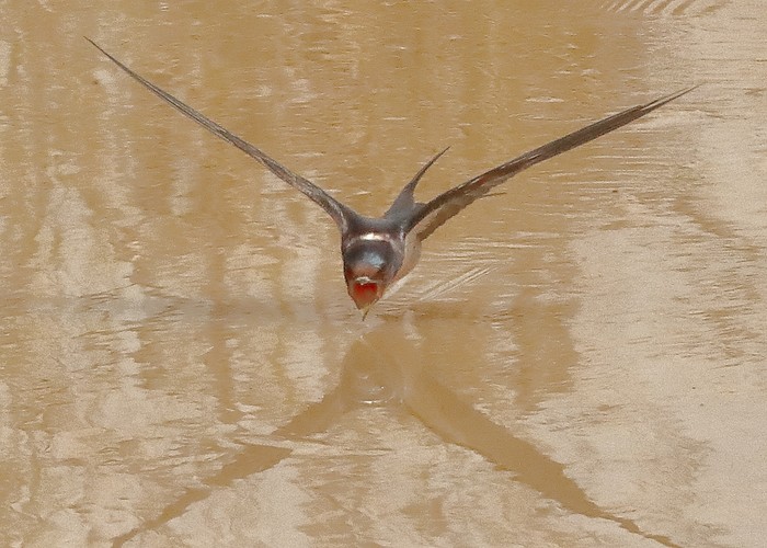 Swallow