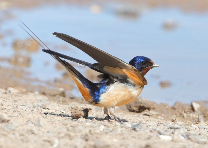 Swallow