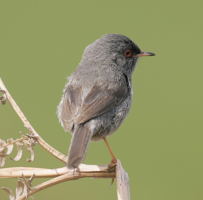 Marmora's Warbler