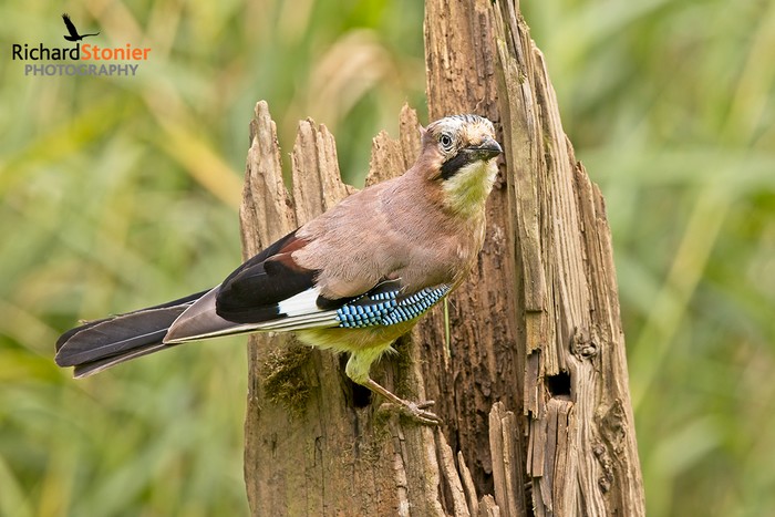 Jay