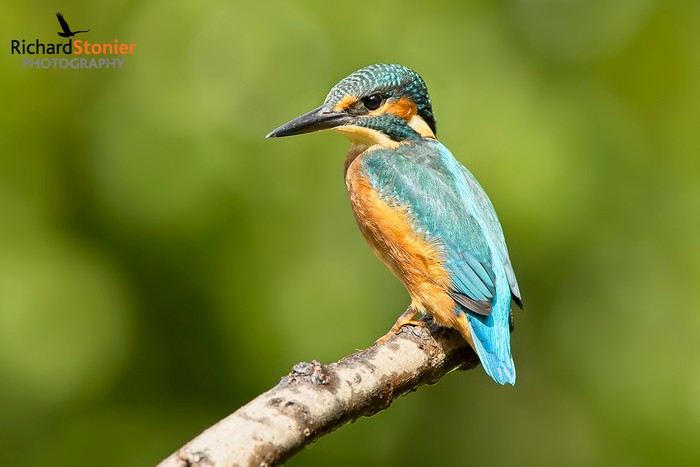 Kingfisher
