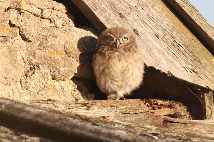 Little Owl