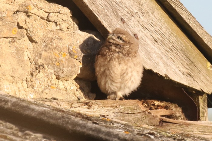Little Owl