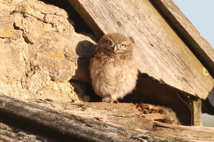 Little Owl