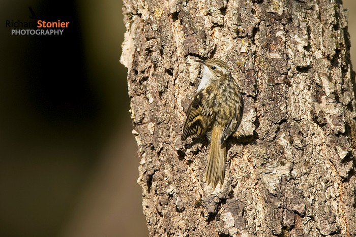 Treecreeper