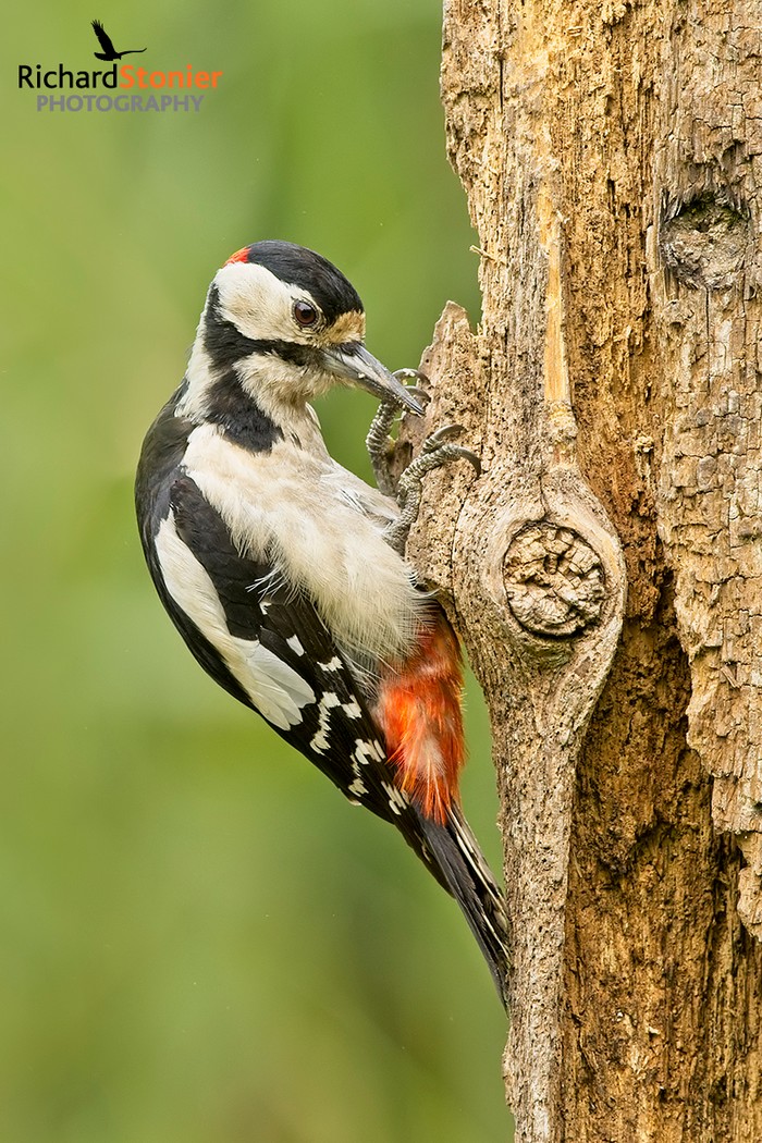 Great Spotted Woodpecker