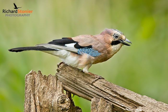 Jay