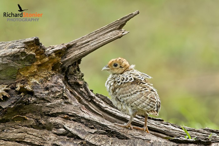 Pheasant