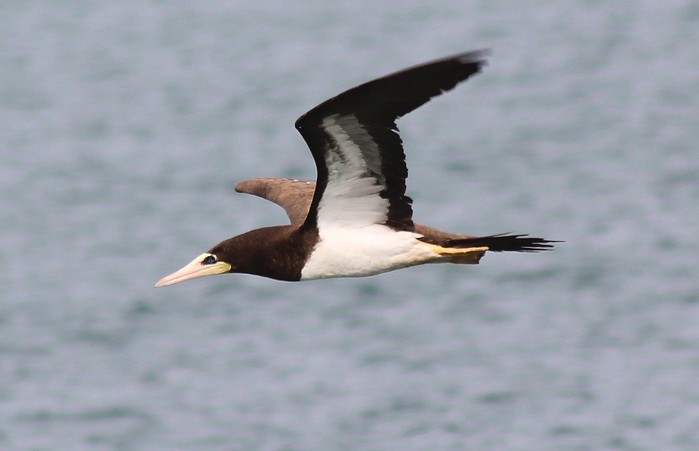 Brown Booby
