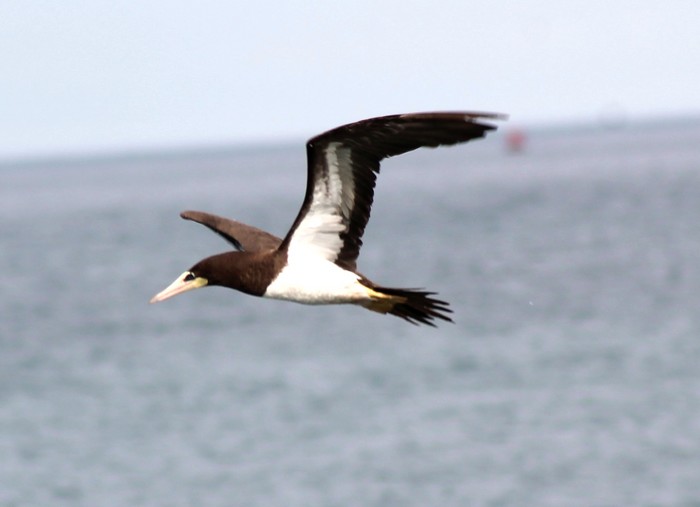 Brown Booby
