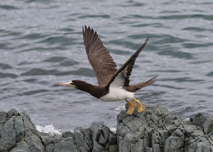 Brown Booby