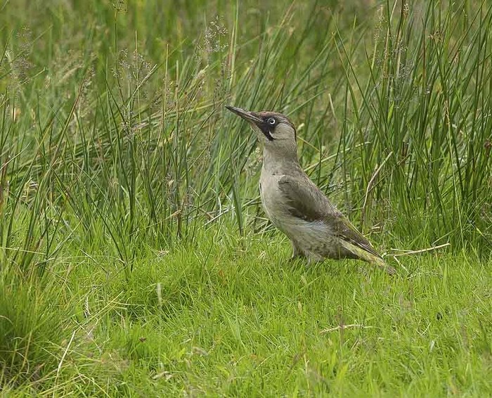 Green Woodpecker
