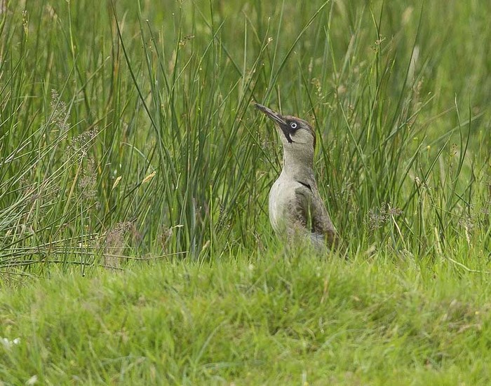 Green Woodpecker