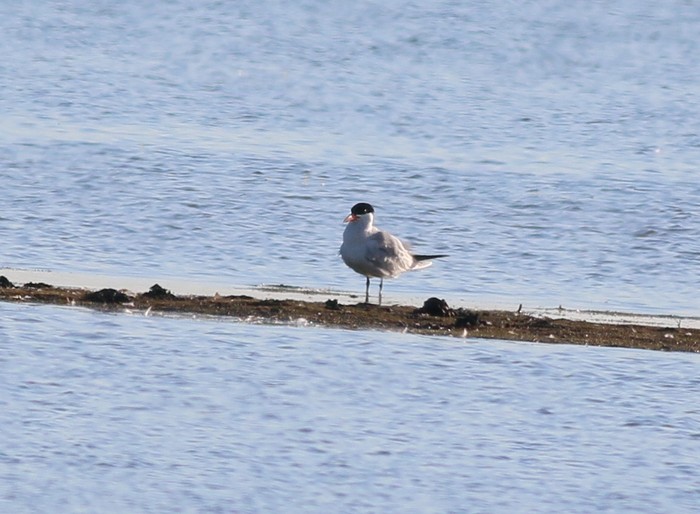Caspian Tern