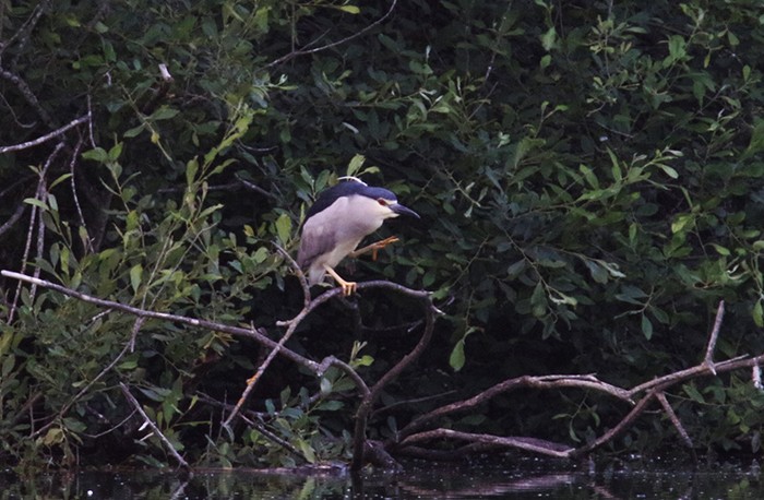 Night Heron